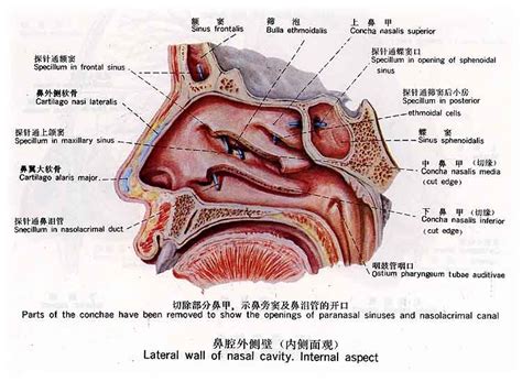 鼻孔中間叫什麼|人體解剖學/鼻